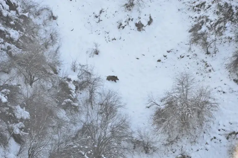 Tadjikistan : Chasse des sangliers attilas, le plus gros sanglier du monde