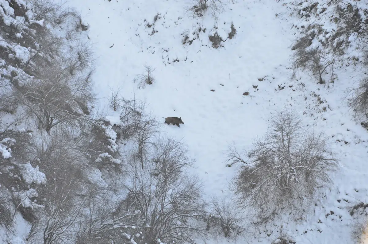 Tadjikistan : Chasse des sangliers attilas, le plus gros sanglier du monde