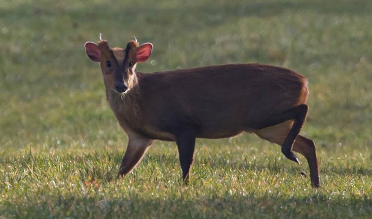 Chasse en angleterre brocard et daim