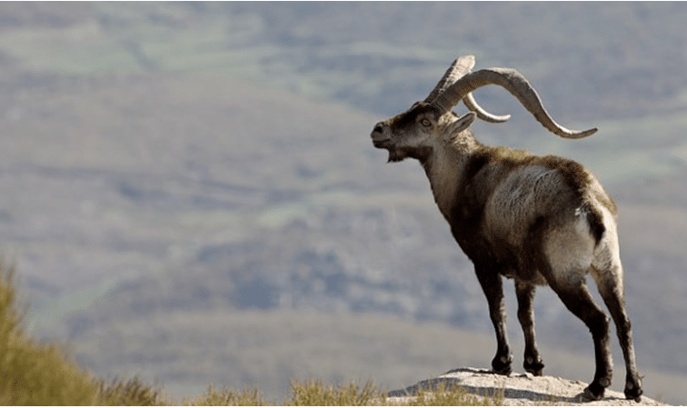 Chasse du Bouquetin en Espagne