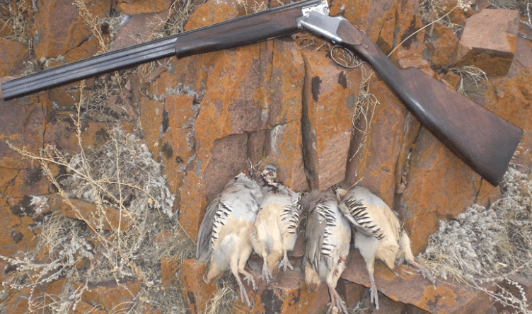 chasse de la bartavelle au Kirghizistan