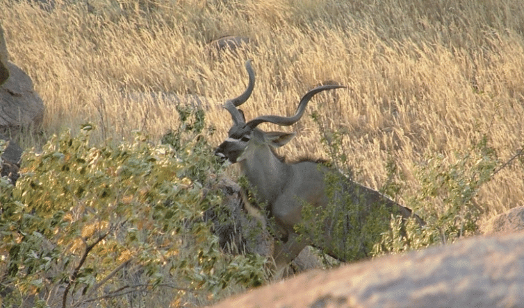 chasse du grand gibier en Namibie