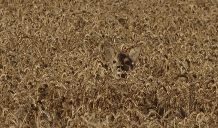 chasse du brocard à l'approche en Pologne