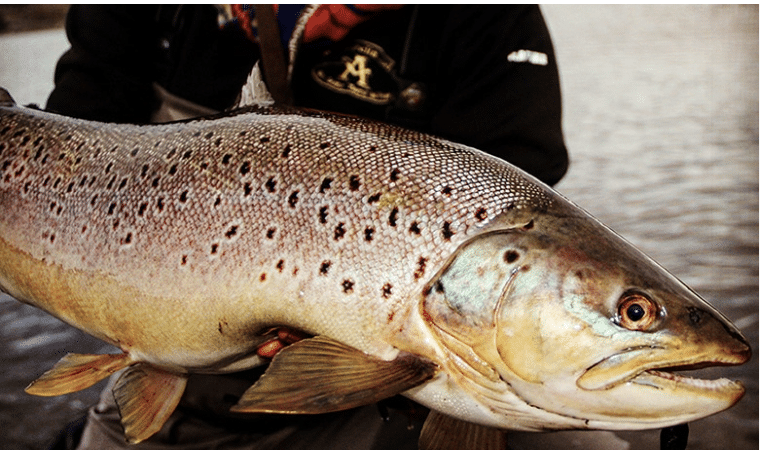 Voyage de pêche à la mouche en Argentine