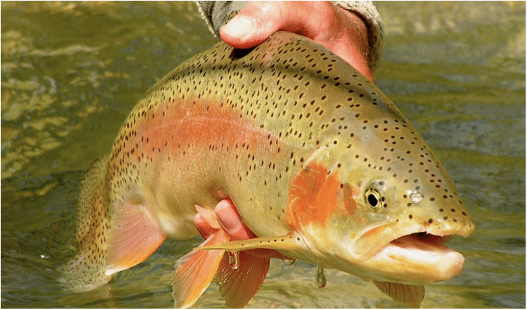 pêche à la mouche en Allemagne