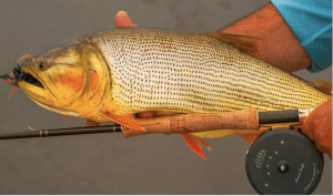 Pêche du Dorado sur le Rio Parana en Argentine