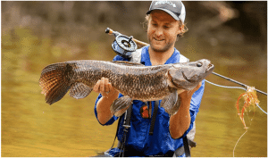 Pêche de l'Aïmara en Guyane