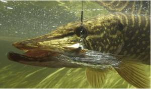 Pêche du brochet dans le Delta de la Volga