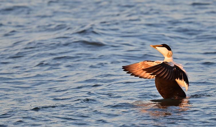 chasse des canards polaires au Canada