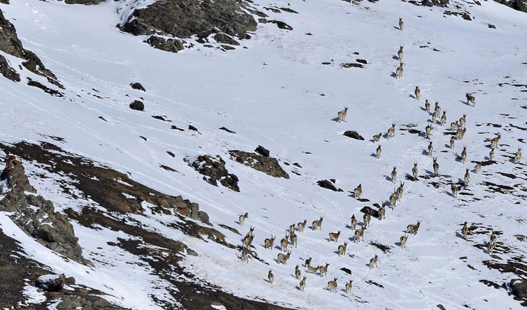 Chasse de l'Ibex au Kazakhstan