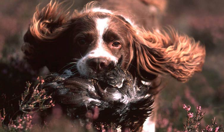 chasse en Ecosse