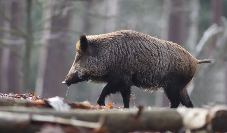 Chasse du sanglier à l'affût