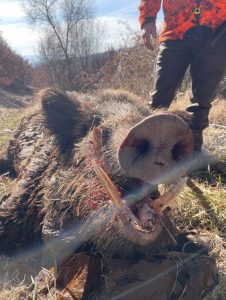 chasse du sanglier Attila en Turquie