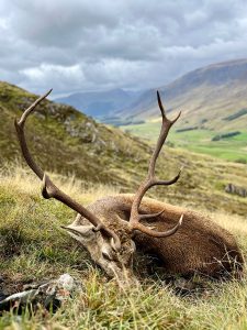 chasse du cerf en Ecosse