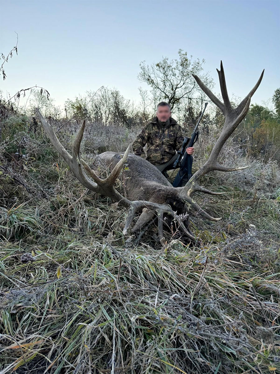 Cerf Maral estimé à 16kg Prélevé le 13 septembre 2024