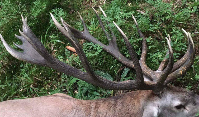 Chasse au Brame du Cerf en Roumanie