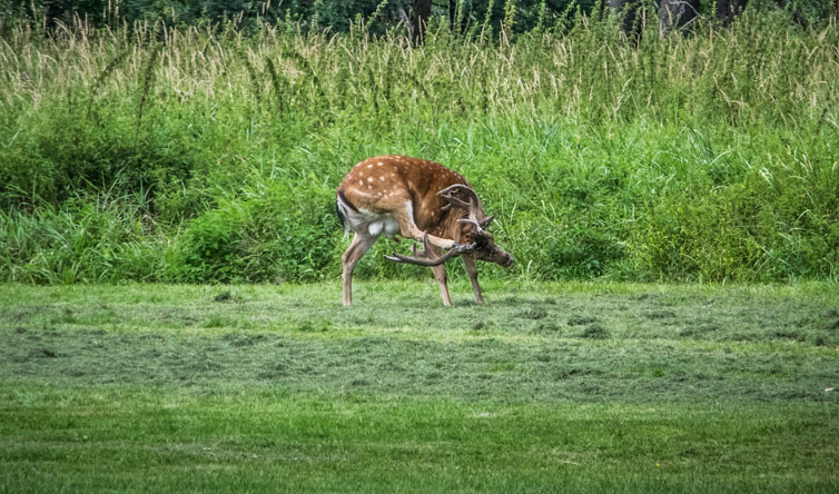 Chasse du Daim en Roumanie