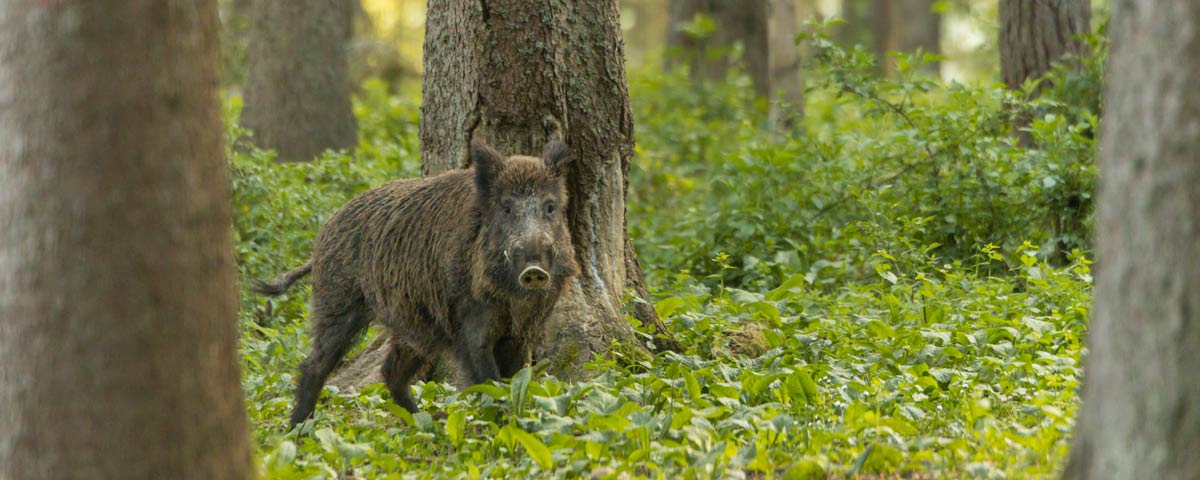 chasse du sang