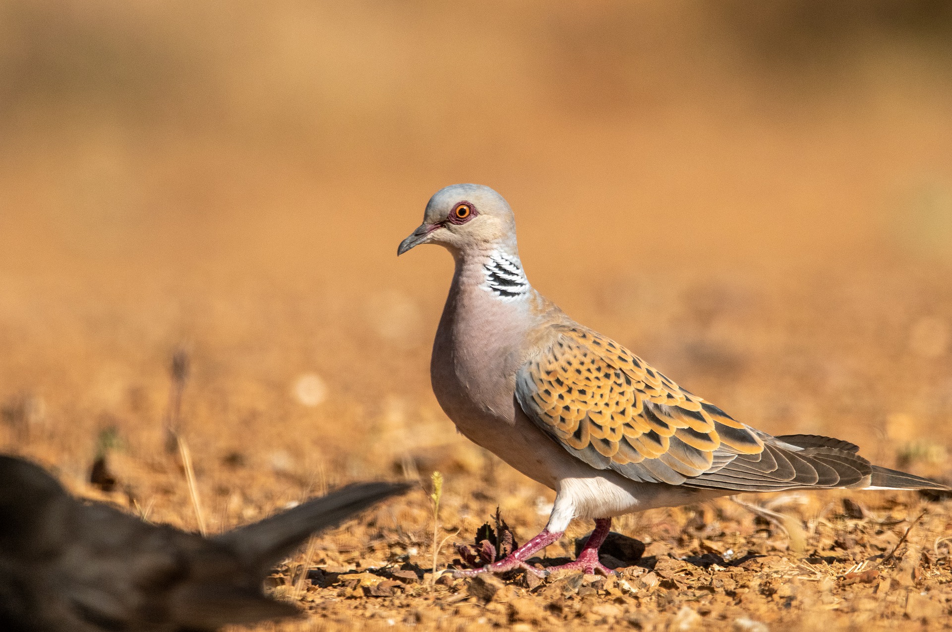 Séjours de chasse des tourterelles au Maroc