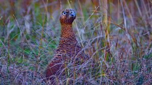 Chasse à la grouse en Ecosse