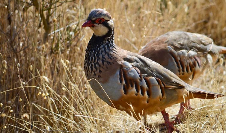 chasse de la perdrix au Portugal