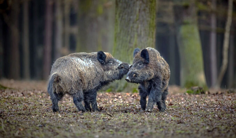 chasse du grand gibier en Hongrie