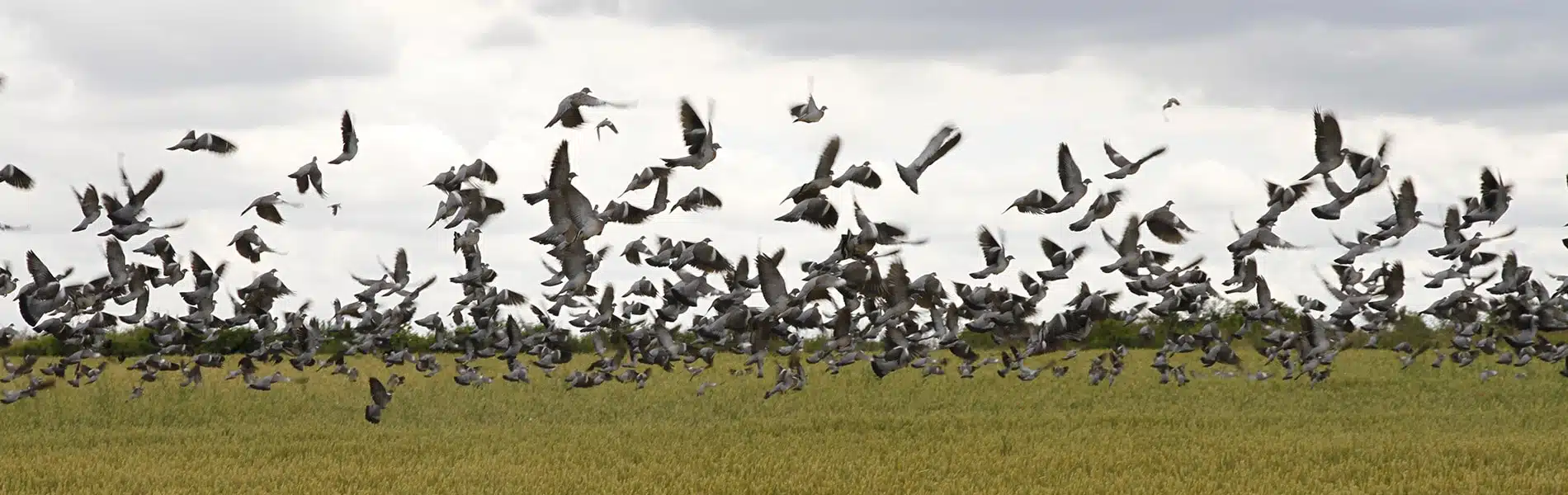Chasse du pigeon en Irlande : embarquez pour la destination 100% passion !