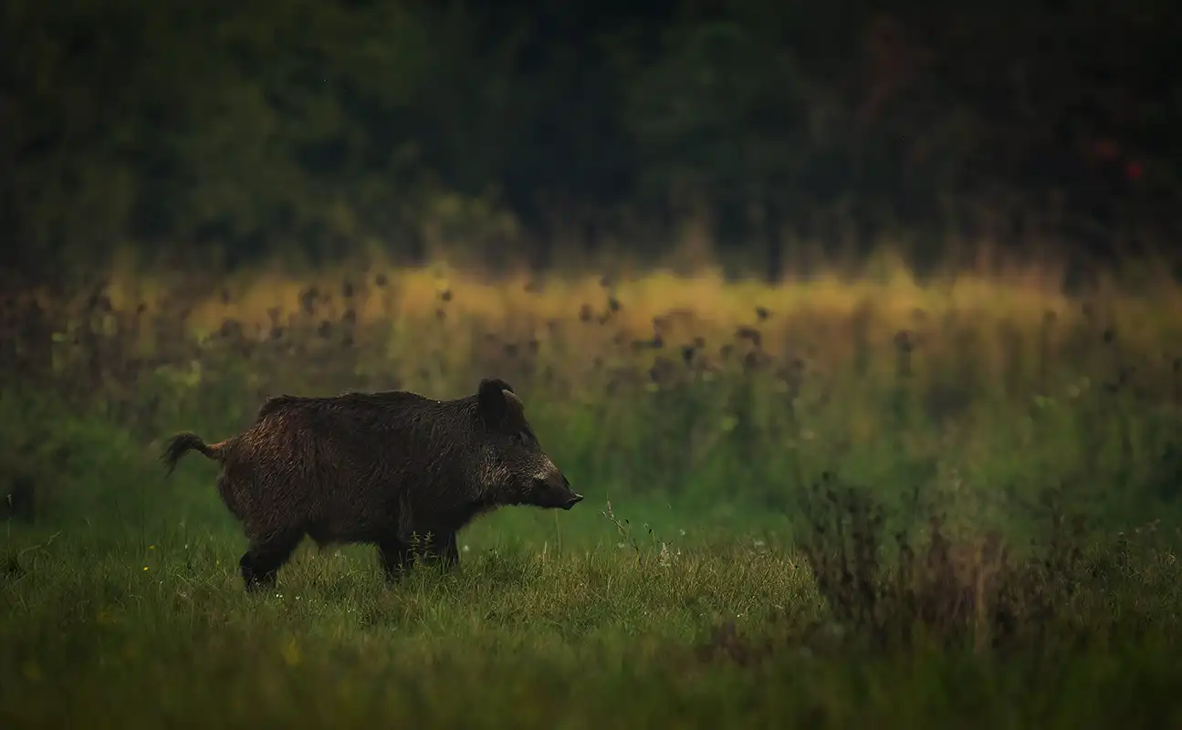 Chasse du sanglier à l'affût