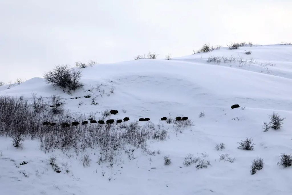 Chasse des sangliers Attila au Tadjikistan