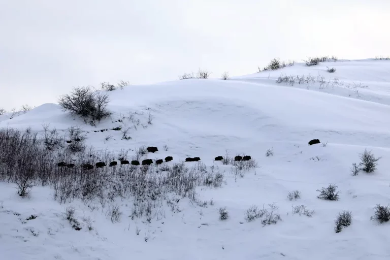 Chasse des sangliers Attila au Tadjikistan