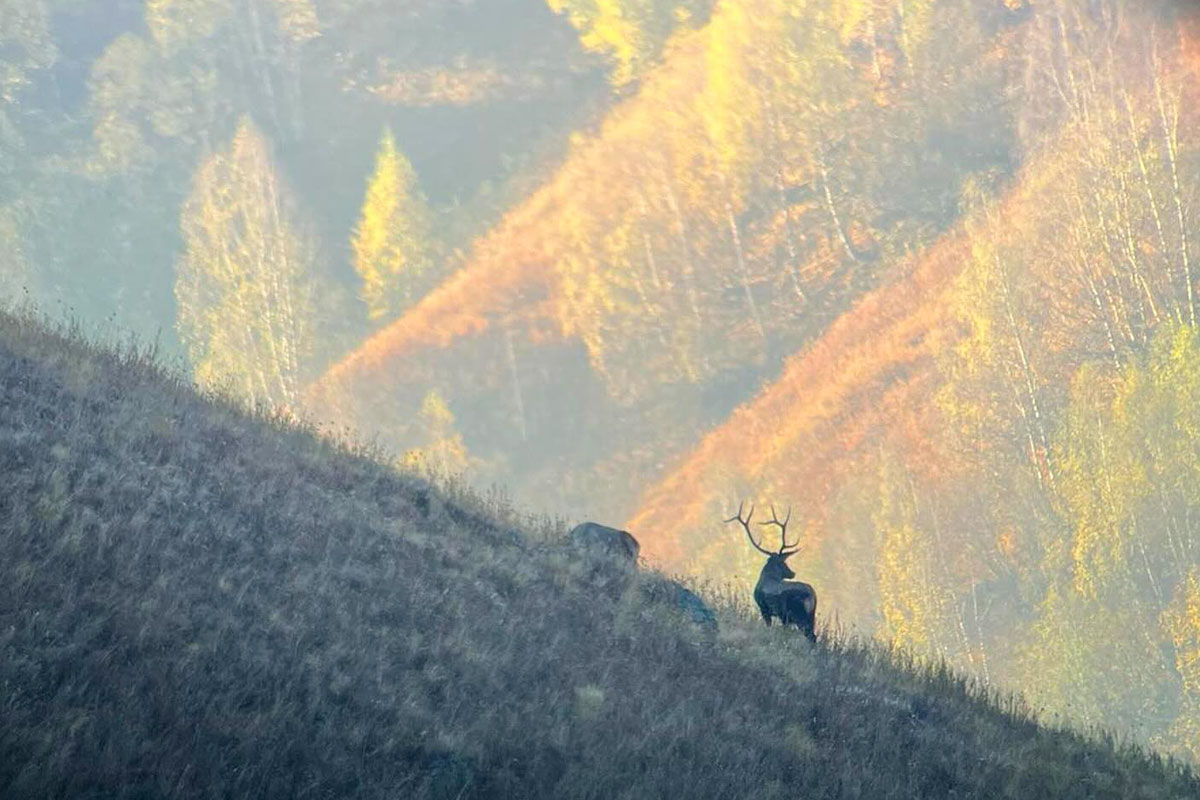 Kazakhstan : le cerf maral, l'un des plus grands cervidés de la planète.