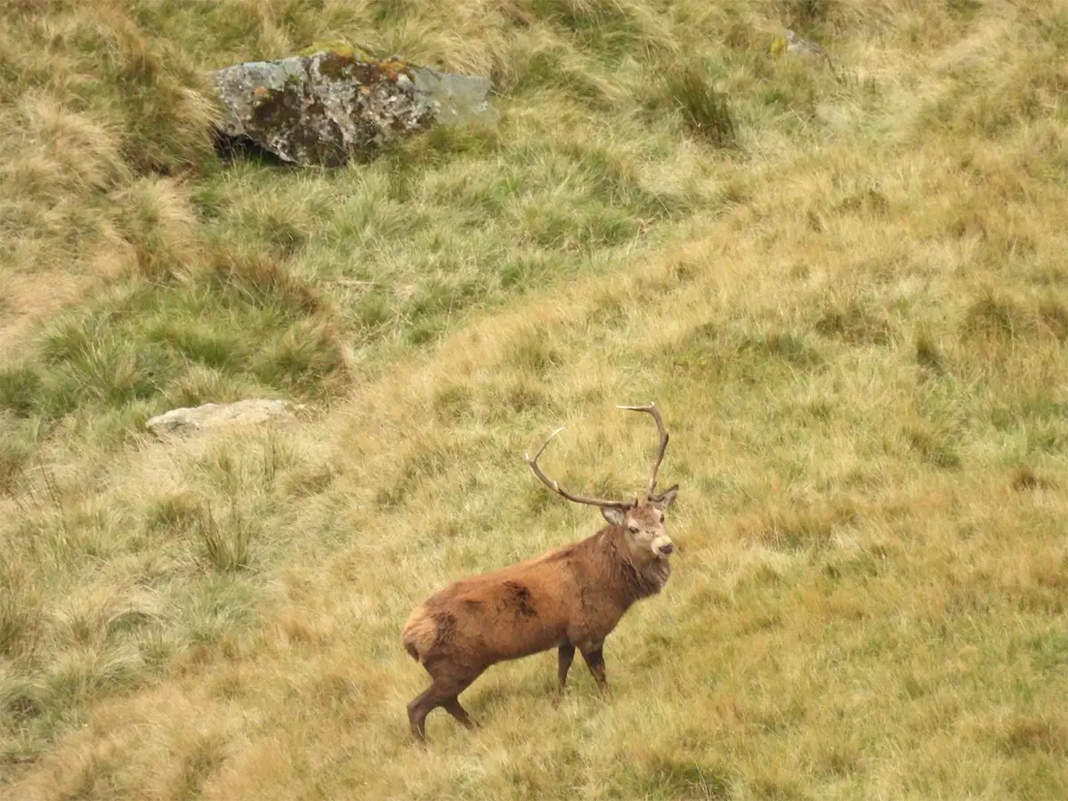Cerf Ecosse