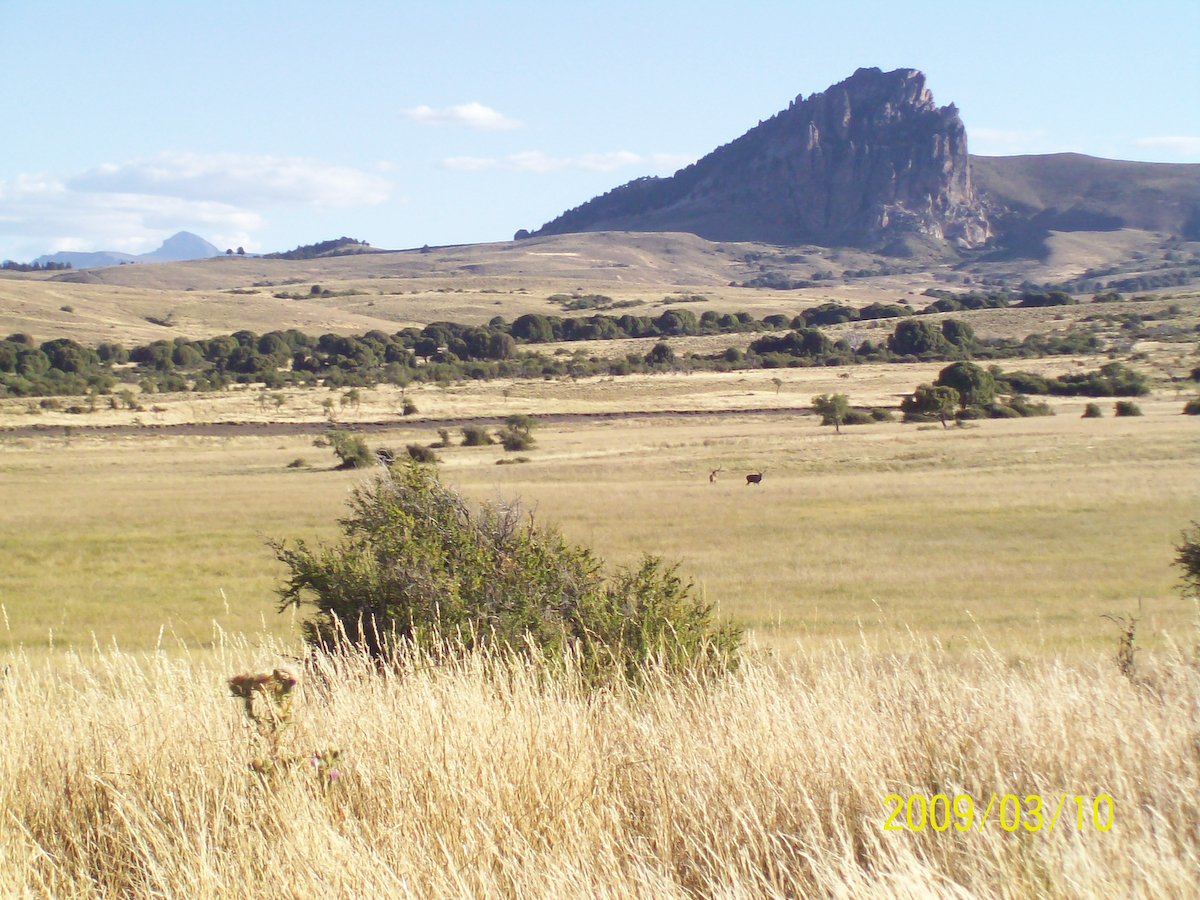 Chasse en Argentine : Au coeur d'une immensité sauvage et préservée