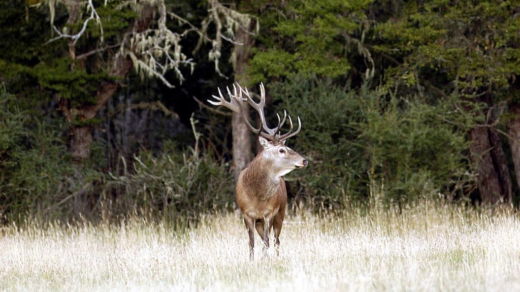 Chasse en Argentine : Grand cerf élaphe