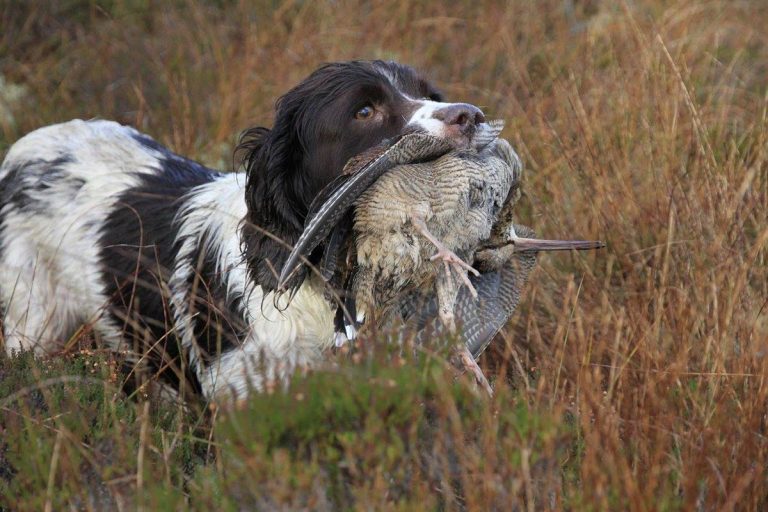 chasse de la bécasse en Irlande