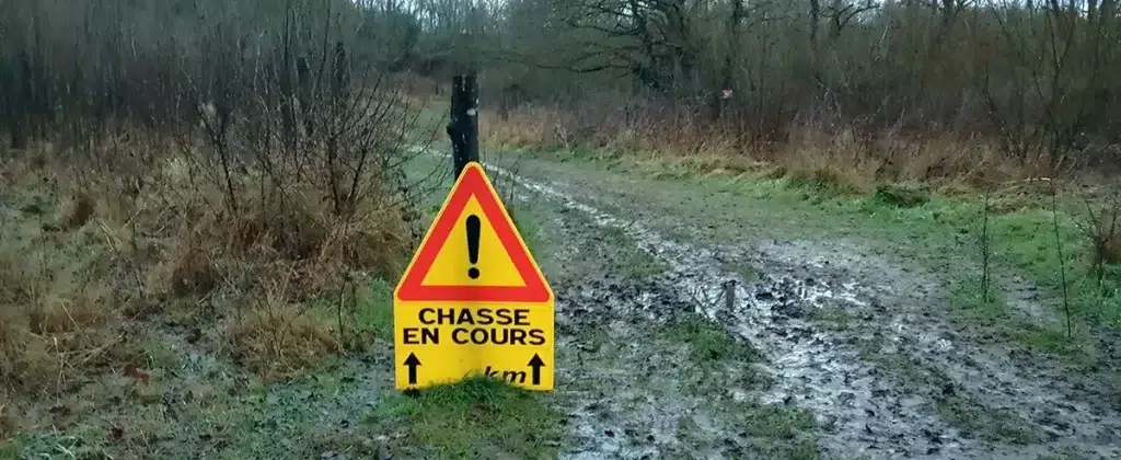Chasse du sanglier en battue