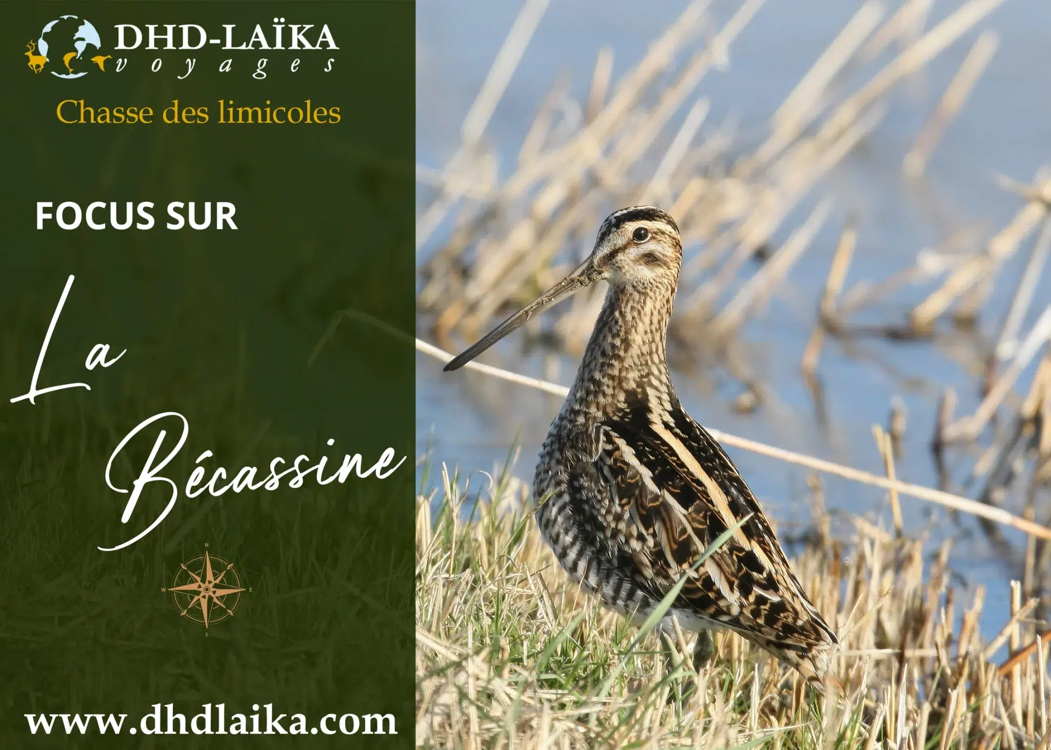 chasse de la bécassine en France et l'étranger