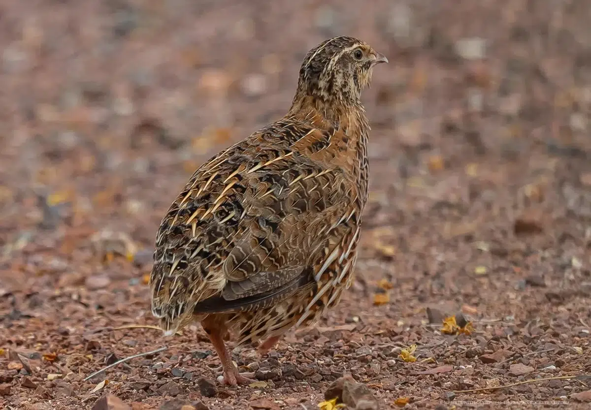 chasse de la caille