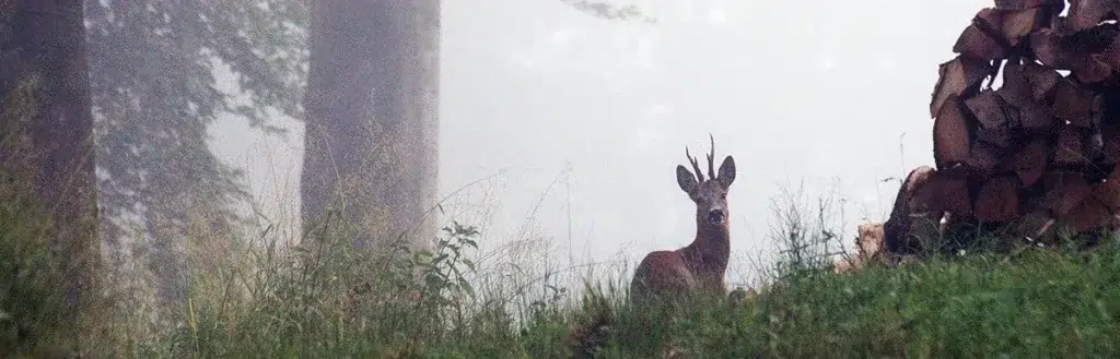 chasse du chevreuil