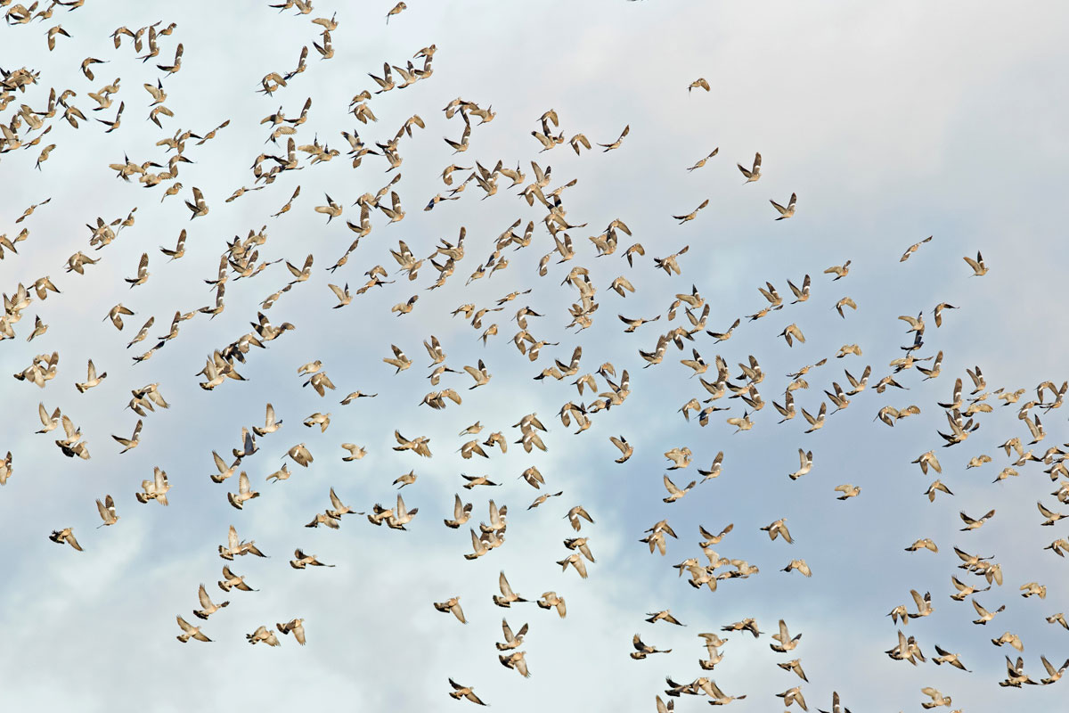 chasse du pigeon