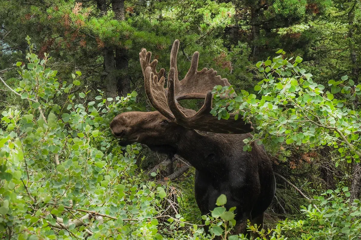 Chasse de l'élan au Canada