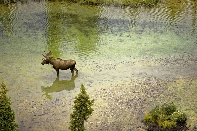 Moose ou Elan du Canada