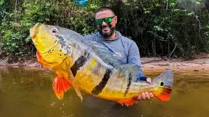Pêche du peacock bass sur le Rio Negro
