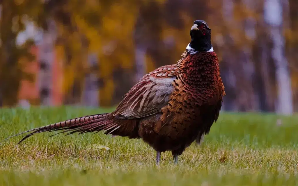 Chasse du petit gibier en Angleterre