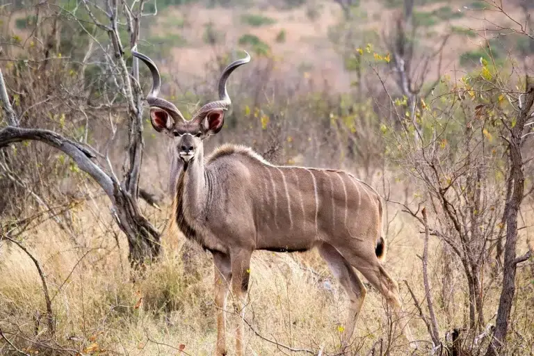 Chasse en Afrique du Sud au Grand Gibier
