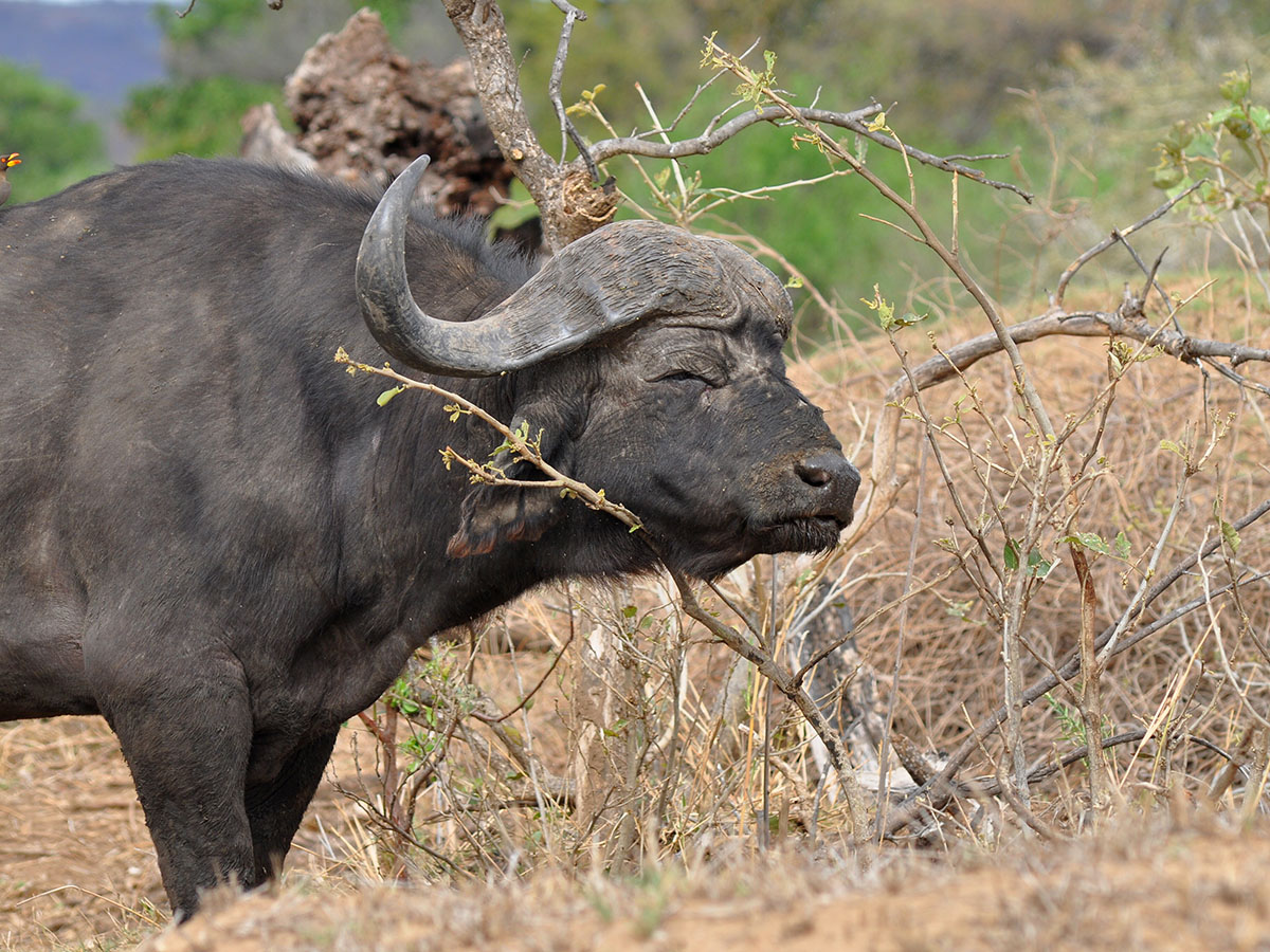 Chasse du buffle en Afrique du Sud
