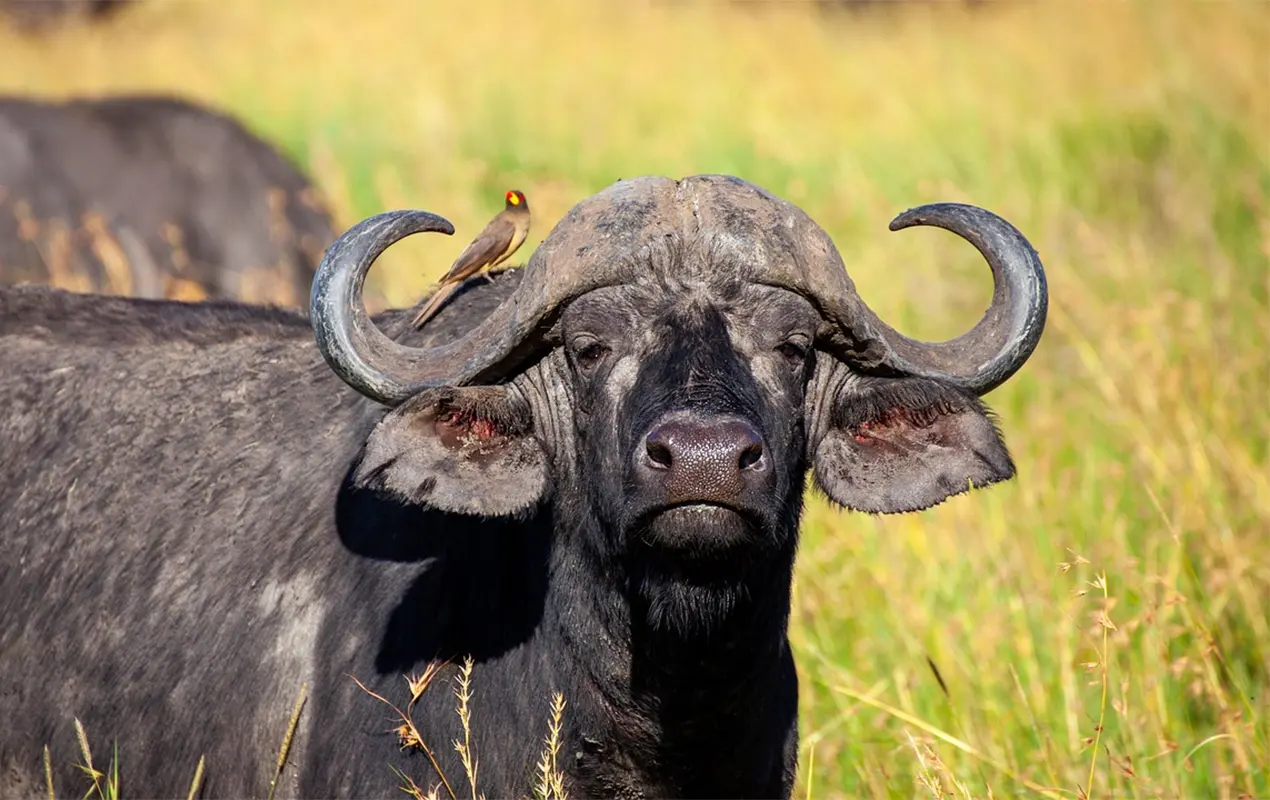 Symbole de la chasse en Zambie : le buffle Caffer