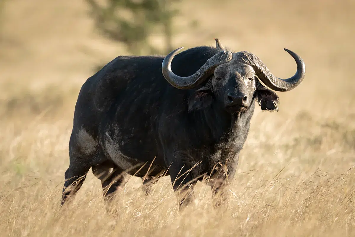 Chasse du buffle du Cap
