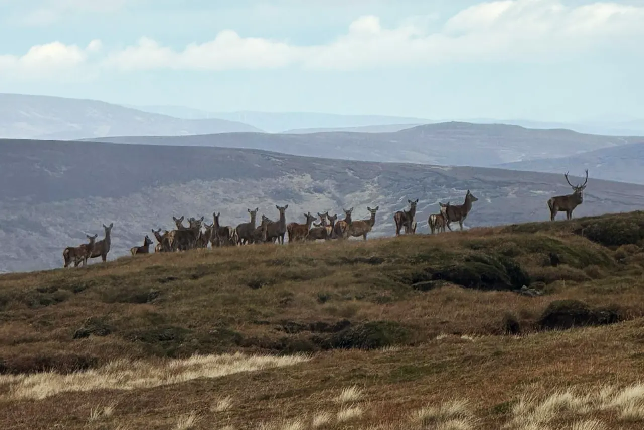 chasse du cerf en Ecosse
