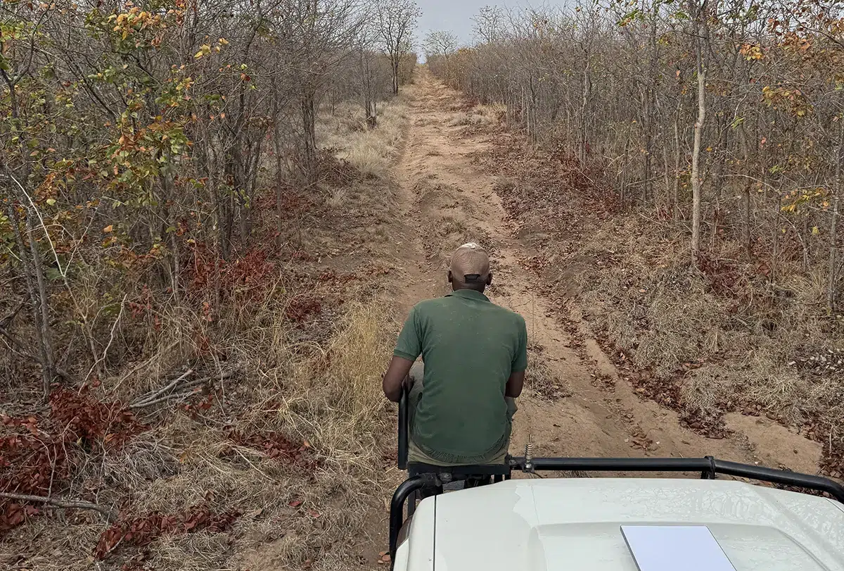 Le rôle du pisteur dans la chasse en Afrique